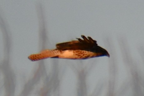 Red-tailed Hawk - ML646972949