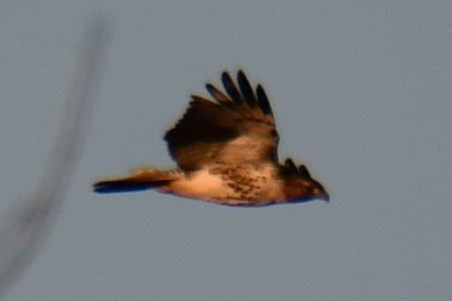 Red-tailed Hawk - ML646972950