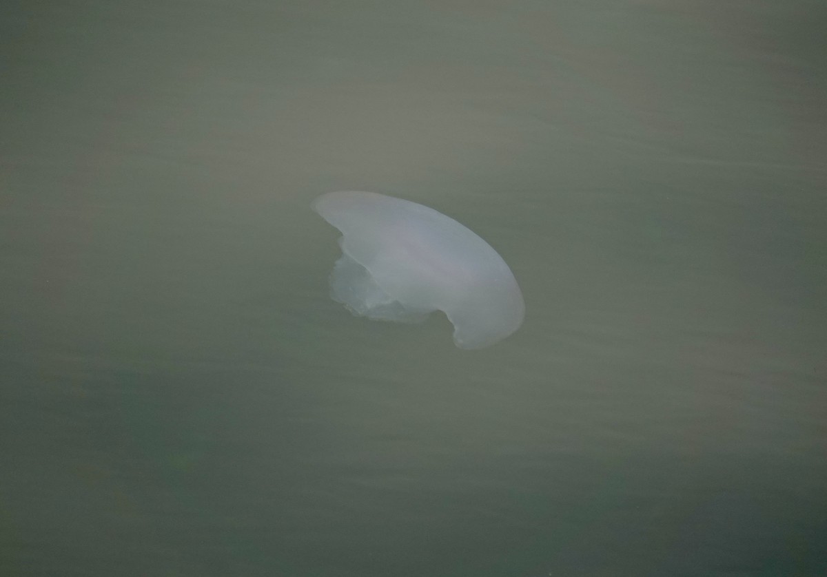 Стрекающие - ML646972951