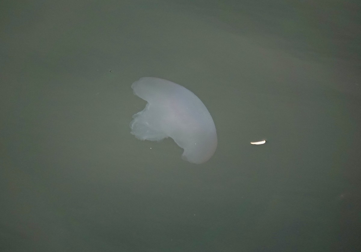 Стрекающие - ML646972952