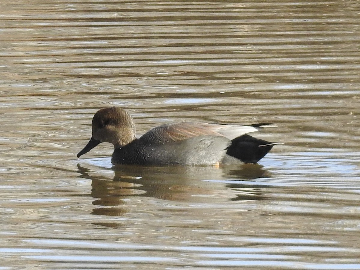 Gadwall - ML646972953