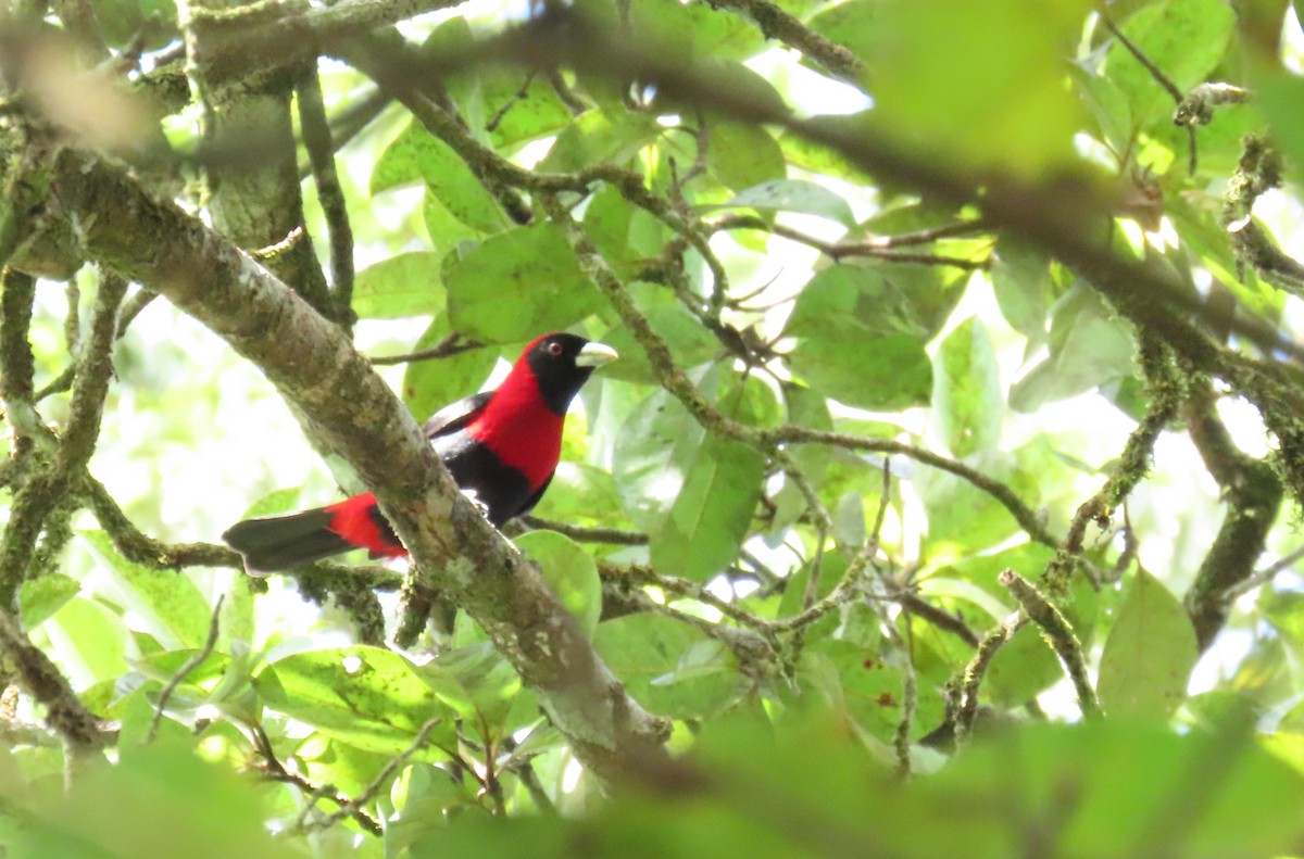 Crimson-collared Tanager - ML646972954