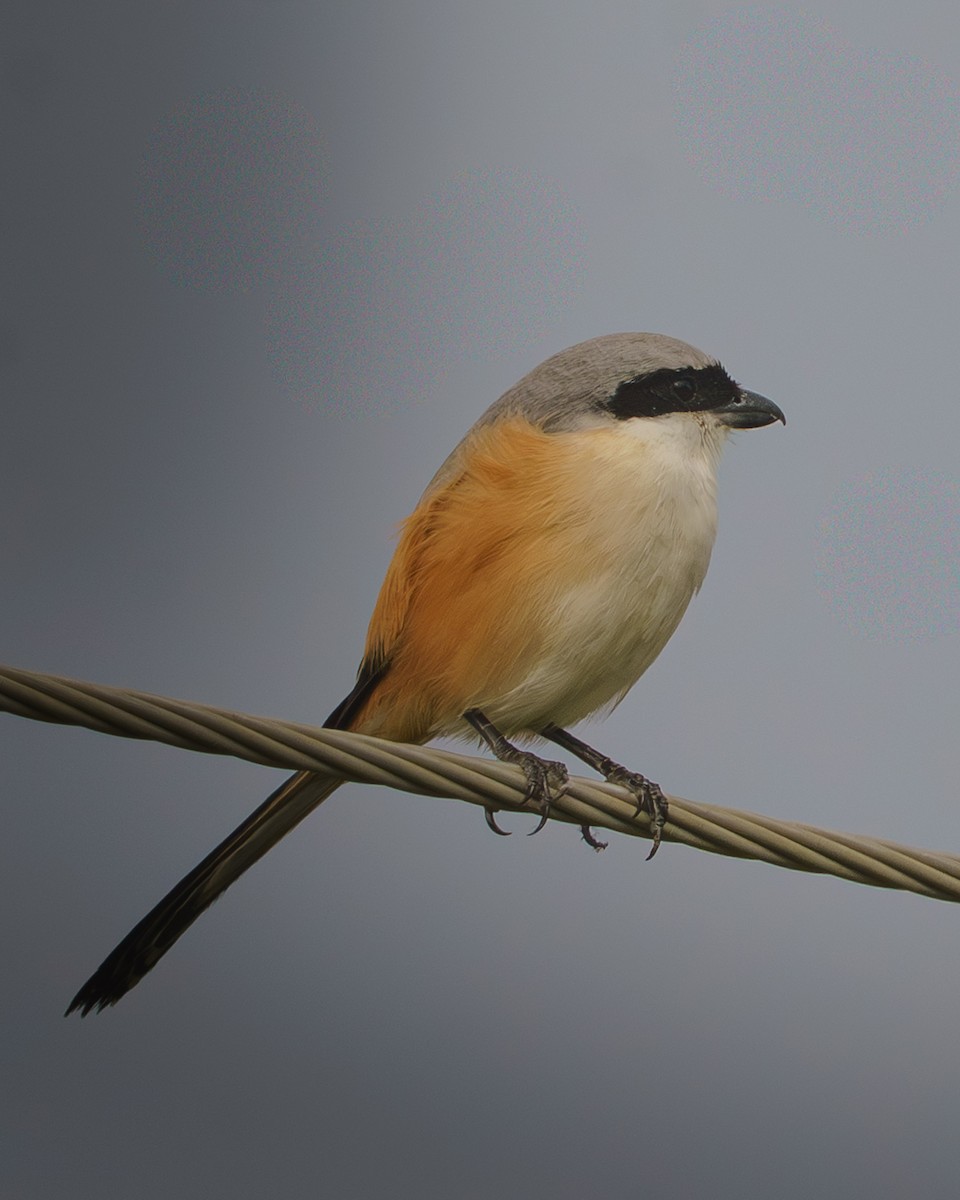 Сорокопуд довгохвостий - ML646972960