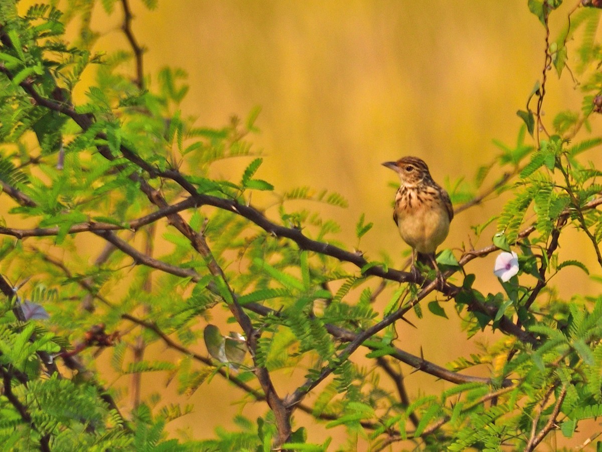 Jerdon's Bushlark - ML646972964