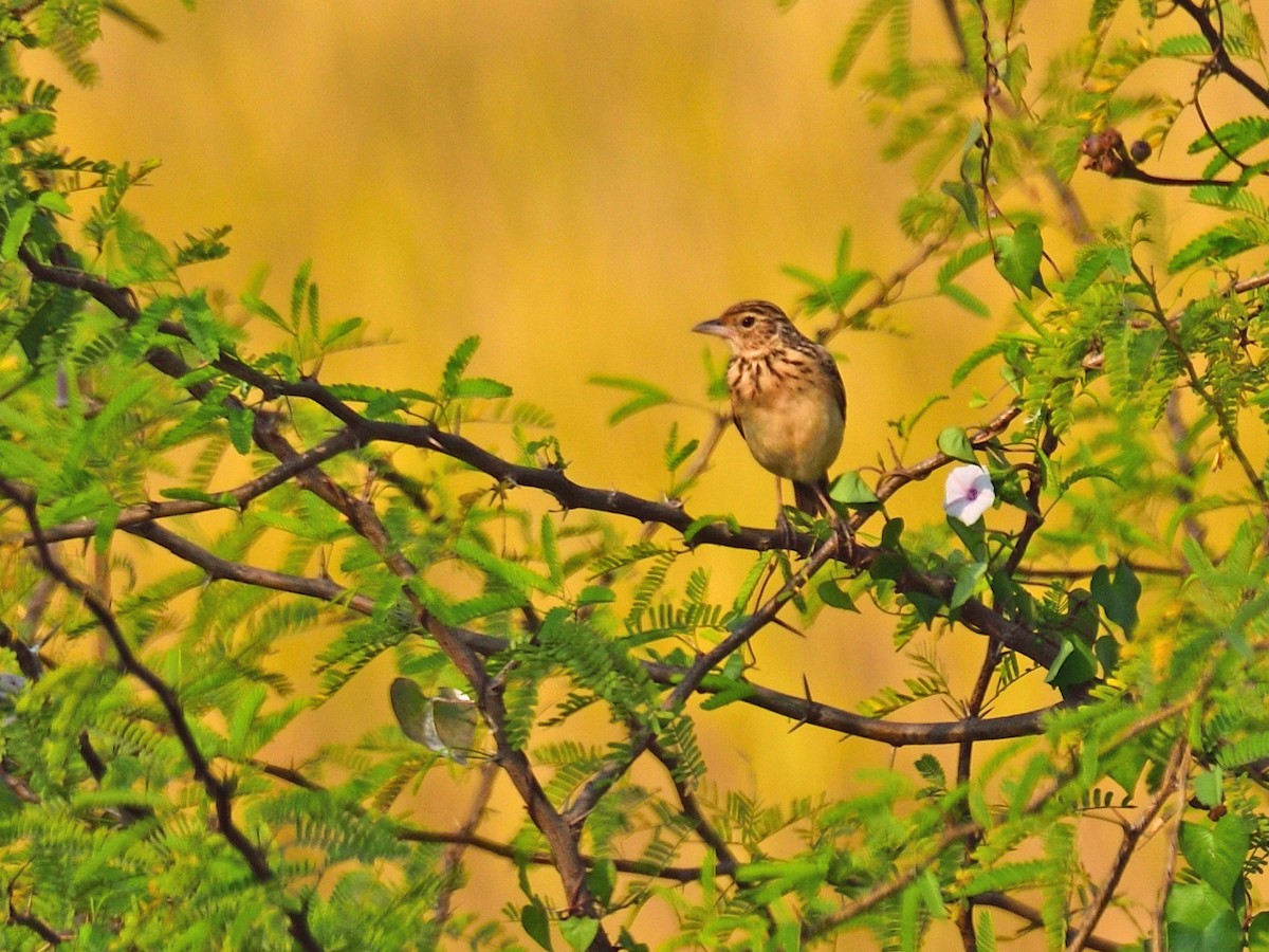 Jerdon's Bushlark - ML646972965