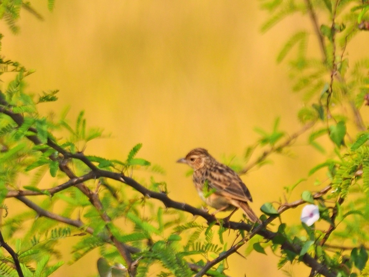 Jerdon's Bushlark - ML646972966