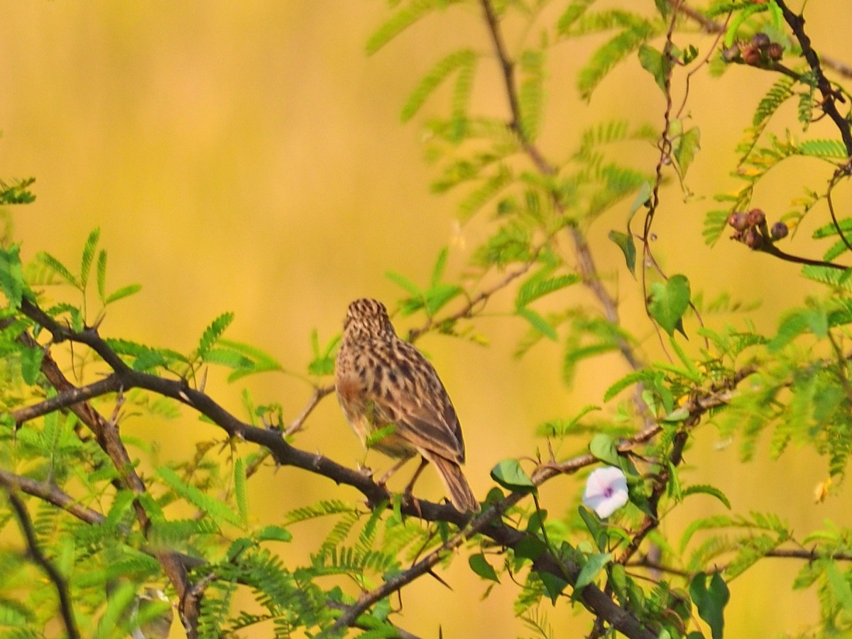 Jerdon's Bushlark - ML646972967