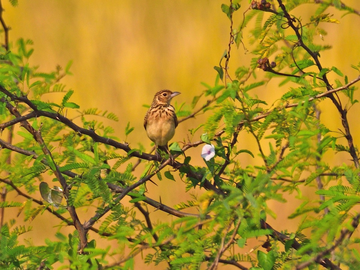 Jerdon's Bushlark - ML646972969