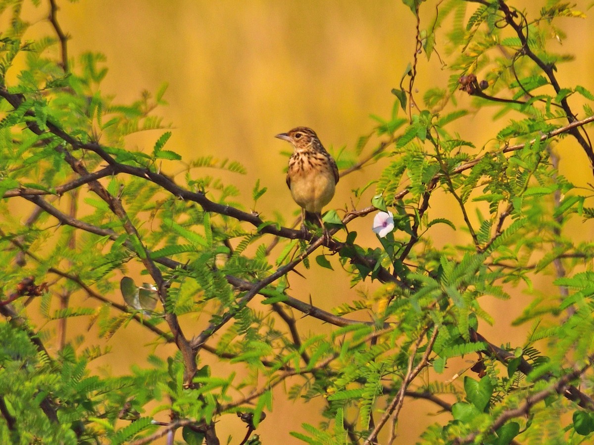 Jerdon's Bushlark - ML646972970