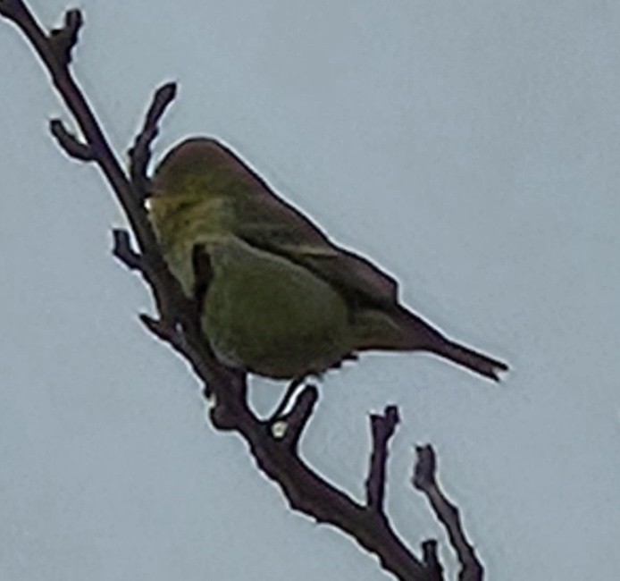 Мексиканский чиж - ML646972974