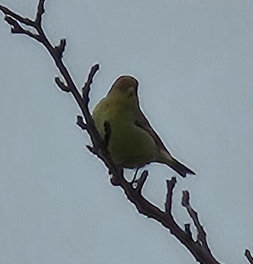 Мексиканский чиж - ML646972975