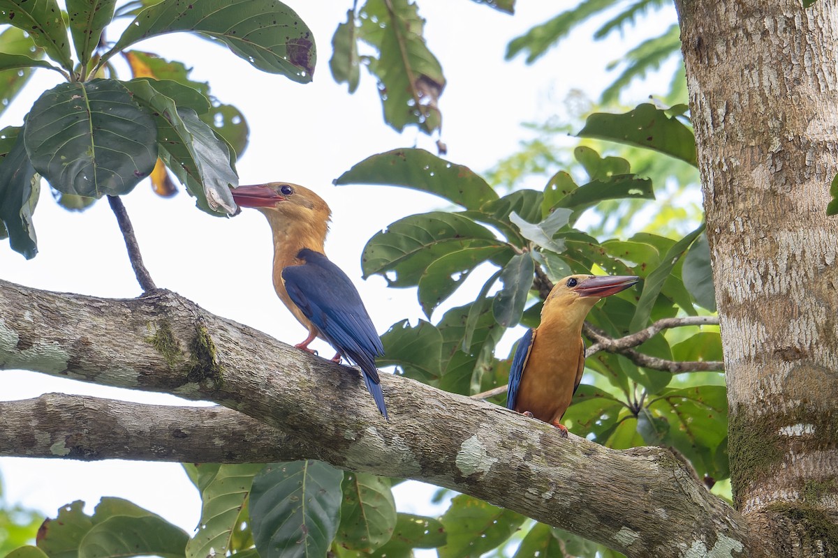 Stork-billed Kingfisher - ML646972983