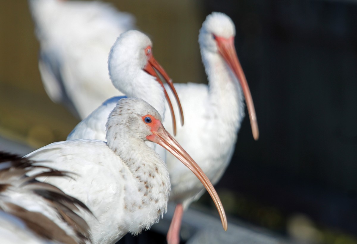 シロトキ - ML646972990