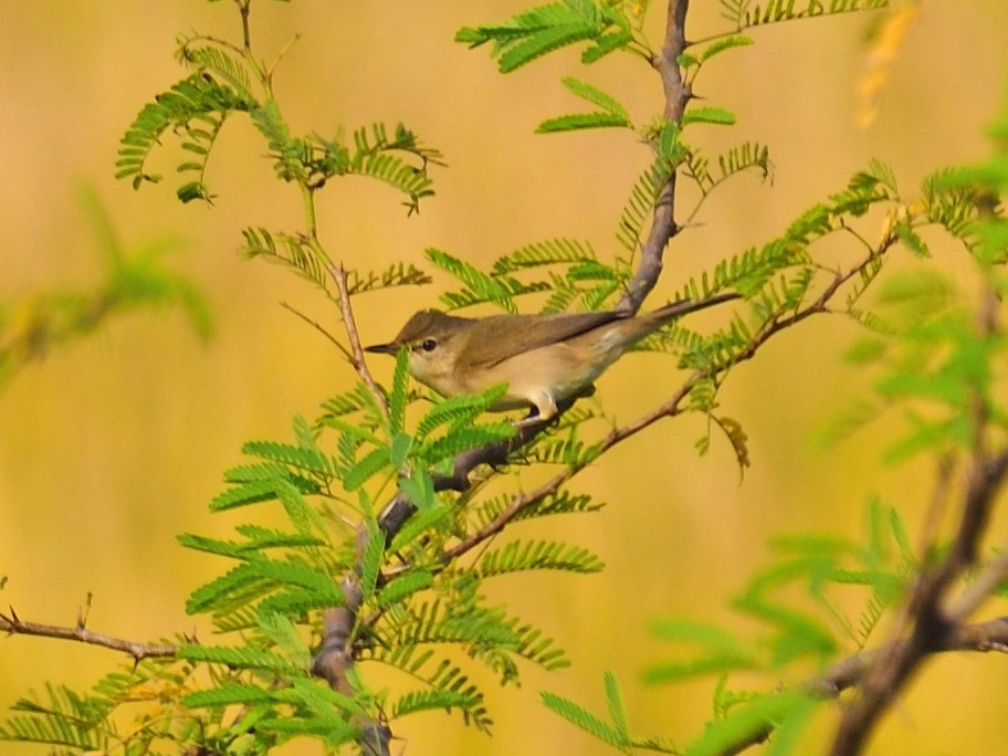 Hypolaïs bottée - ML646972991