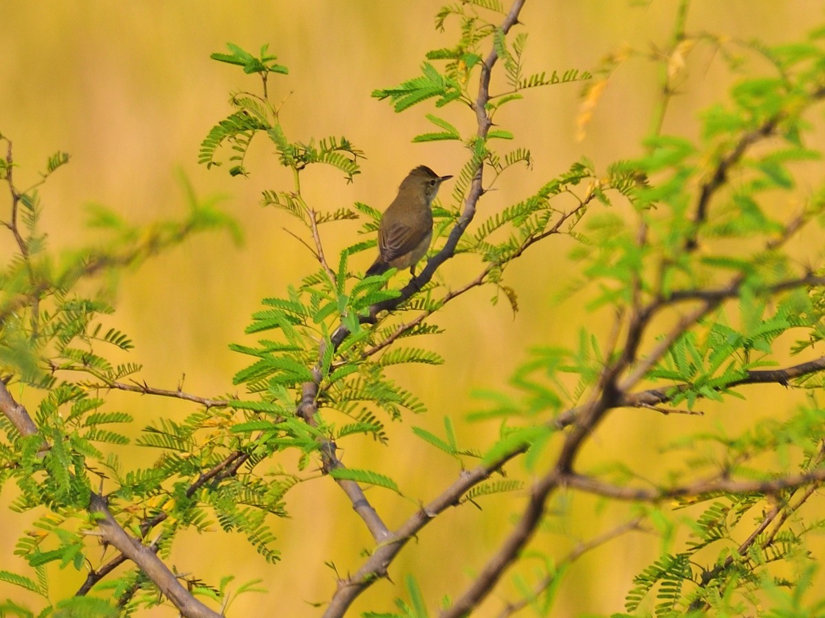 Hypolaïs bottée - ML646972992