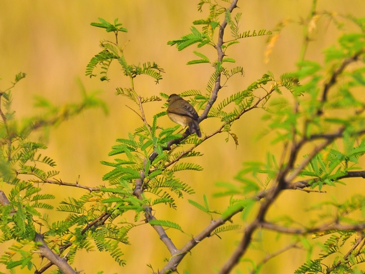 Hypolaïs bottée - ML646972993