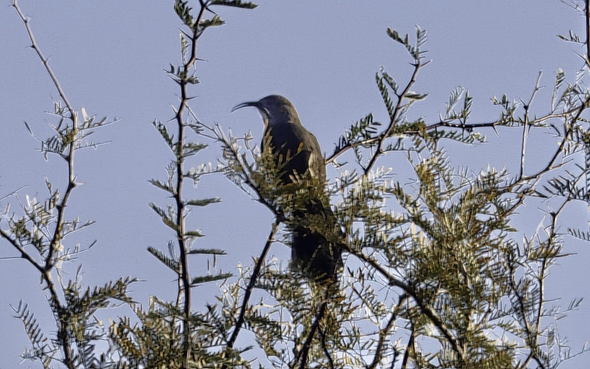 Krissal Çöpçüsü - ML646972995