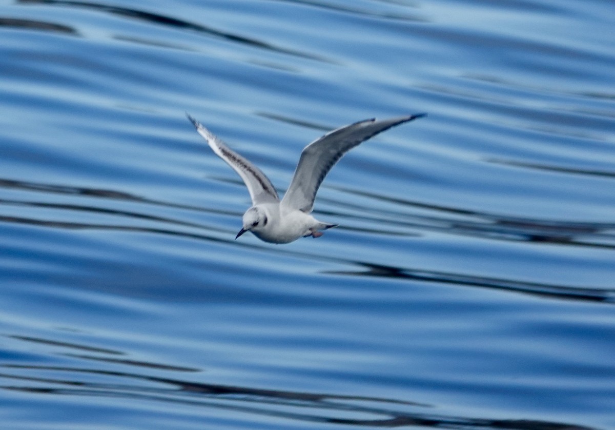 Бонапартова чайка - ML646973003