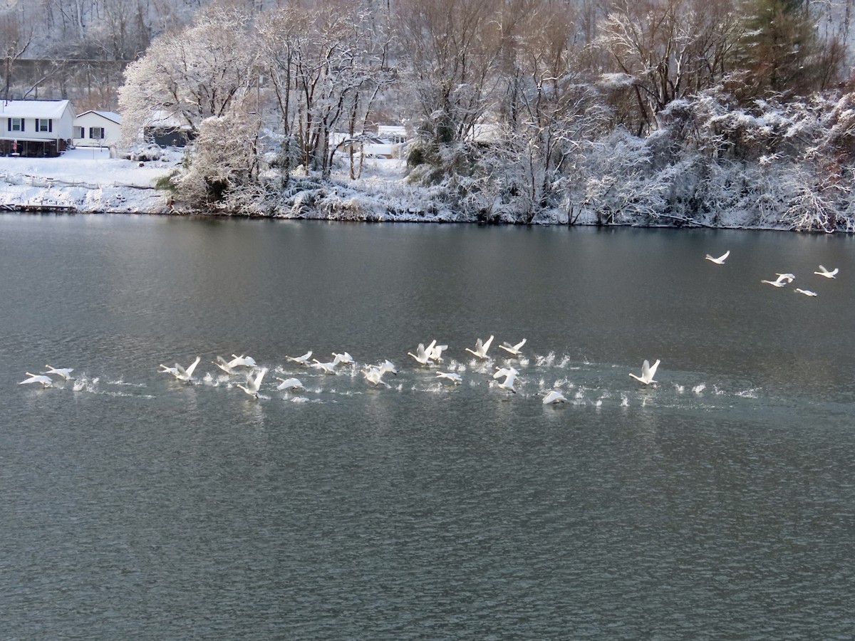 コハクチョウ - ML646973006