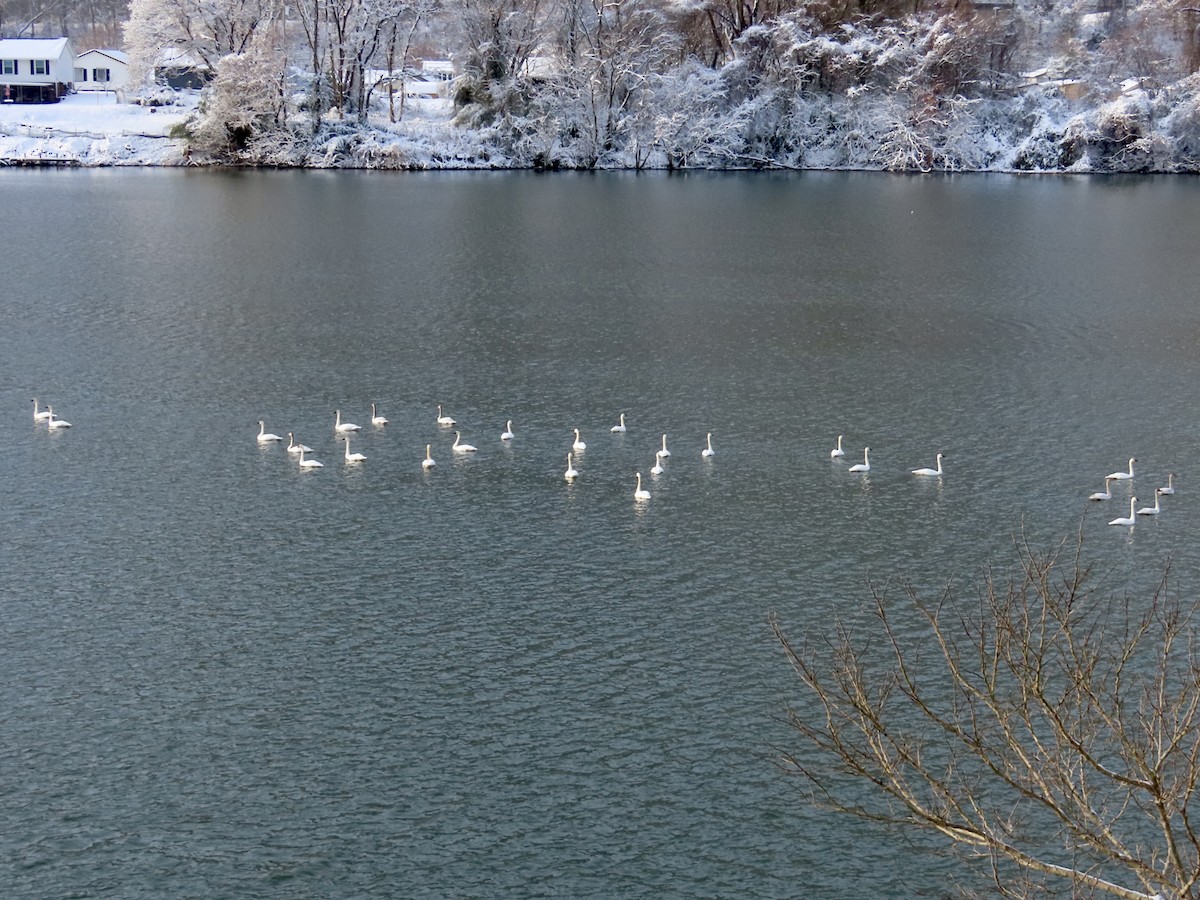 コハクチョウ - ML646973007