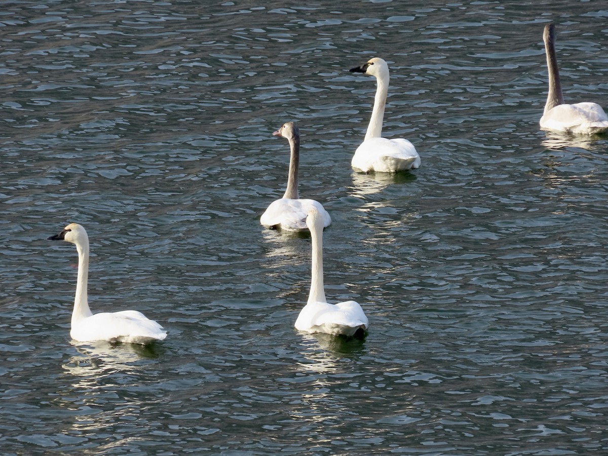 コハクチョウ - ML646973008