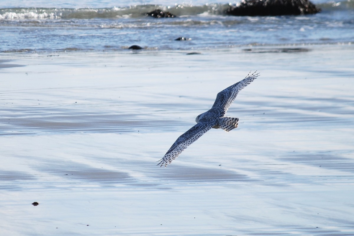 Snowy Owl - ML646973010
