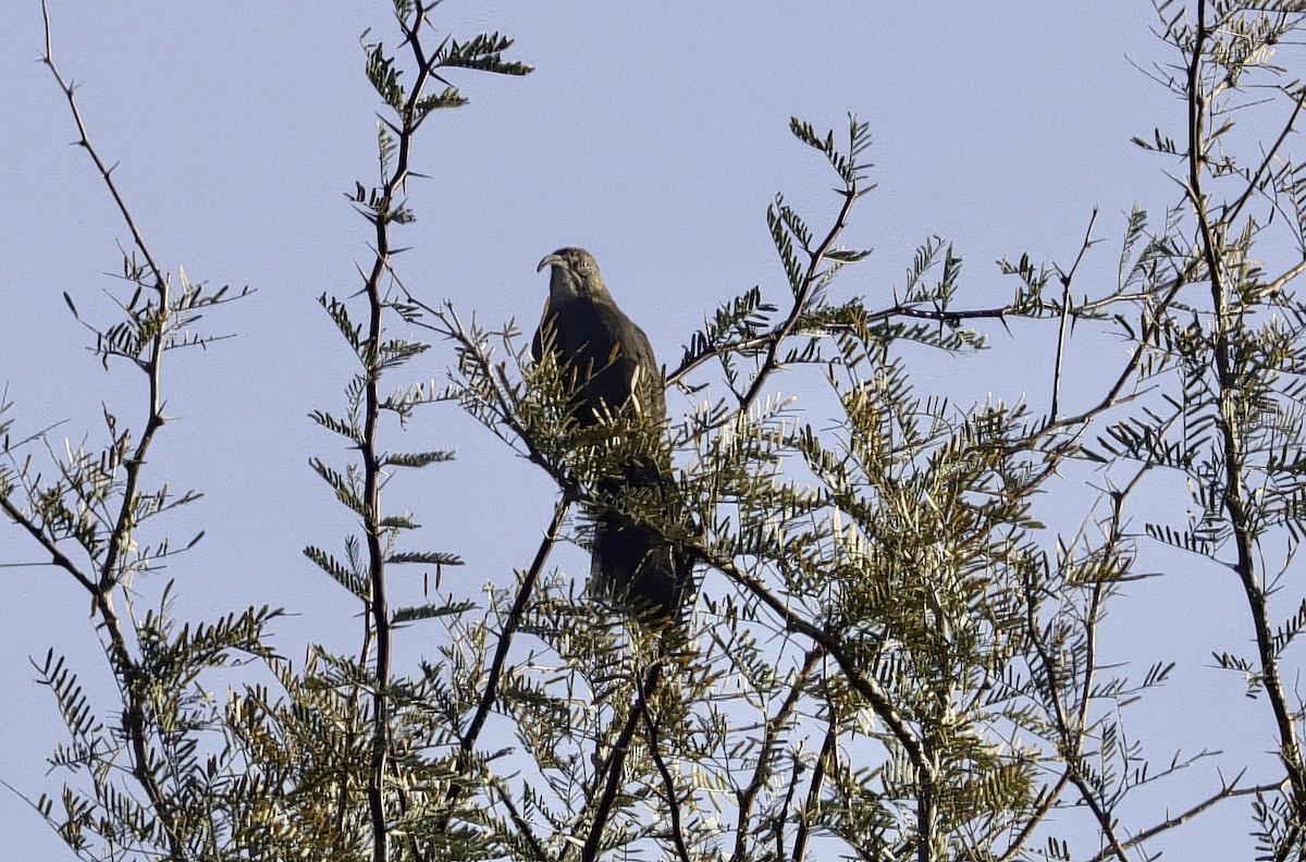 Krissal Çöpçüsü - ML646973013