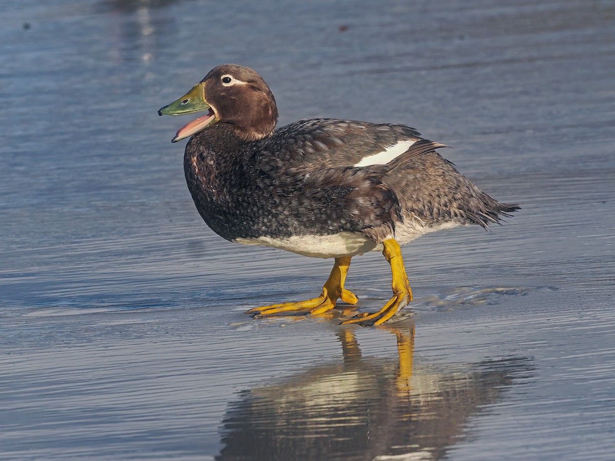 Falkland Steamer-Duck - ML646973021