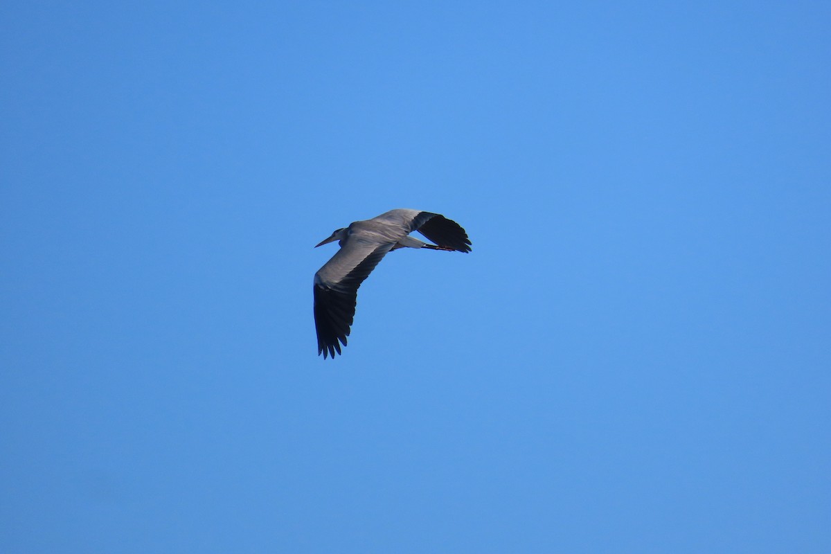 Gri Balıkçıl - ML646973022