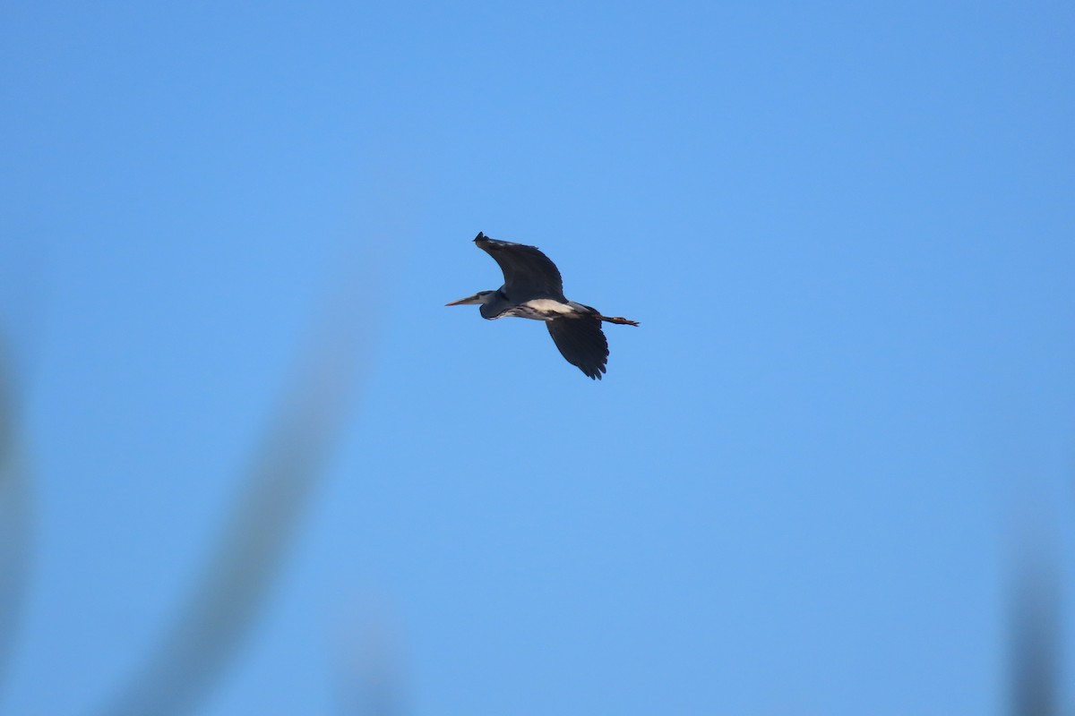 Gri Balıkçıl - ML646973023