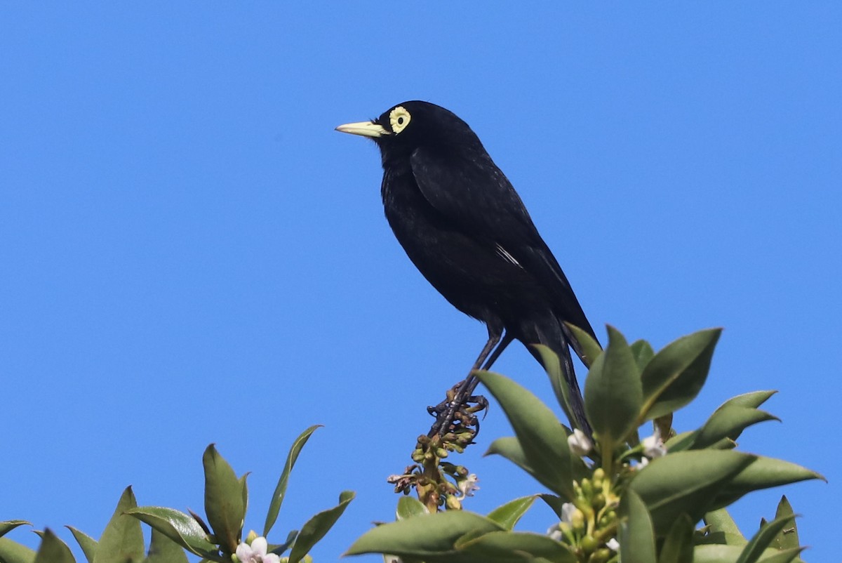 Brillendunkeltyrann - ML646973024