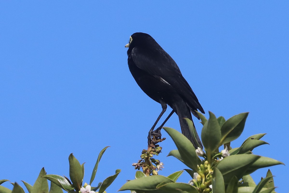 Brillendunkeltyrann - ML646973025