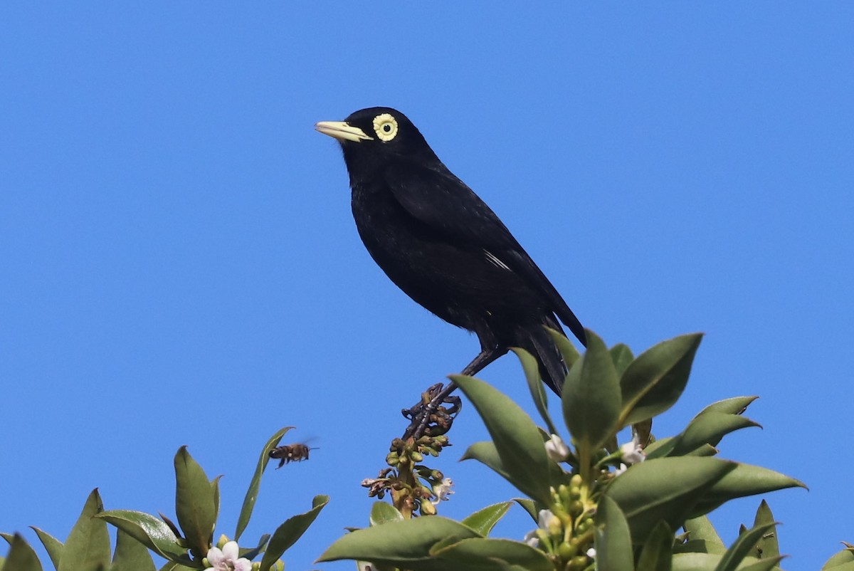 Brillendunkeltyrann - ML646973026