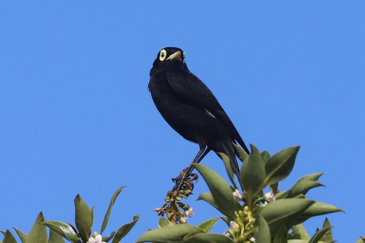 Brillendunkeltyrann - ML646973027