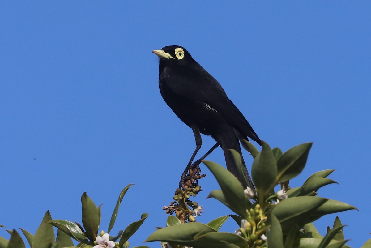 Brillendunkeltyrann - ML646973028