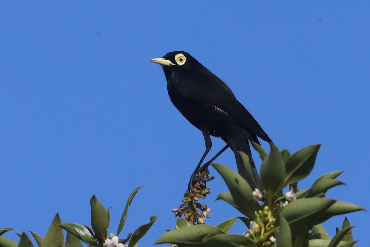 Brillendunkeltyrann - ML646973029