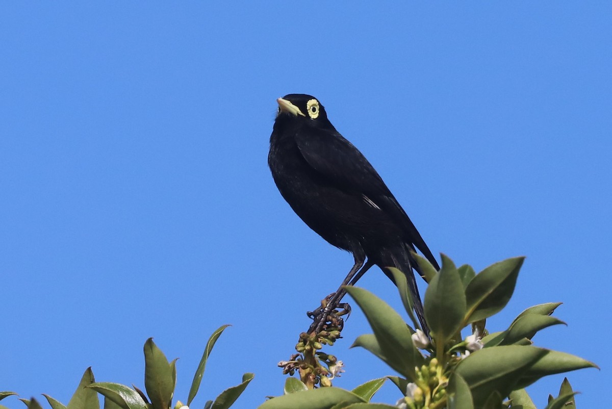 Brillendunkeltyrann - ML646973030