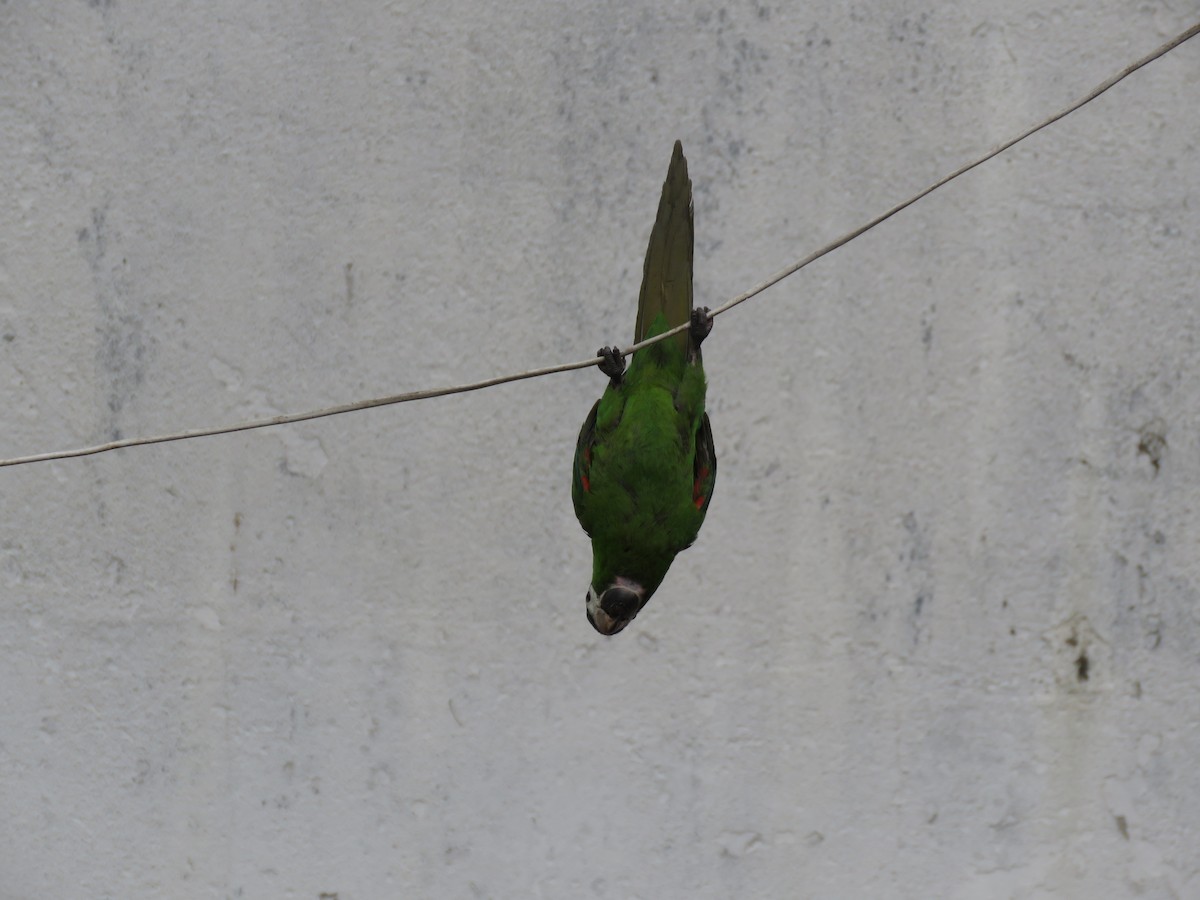 dvergara - ML646973031