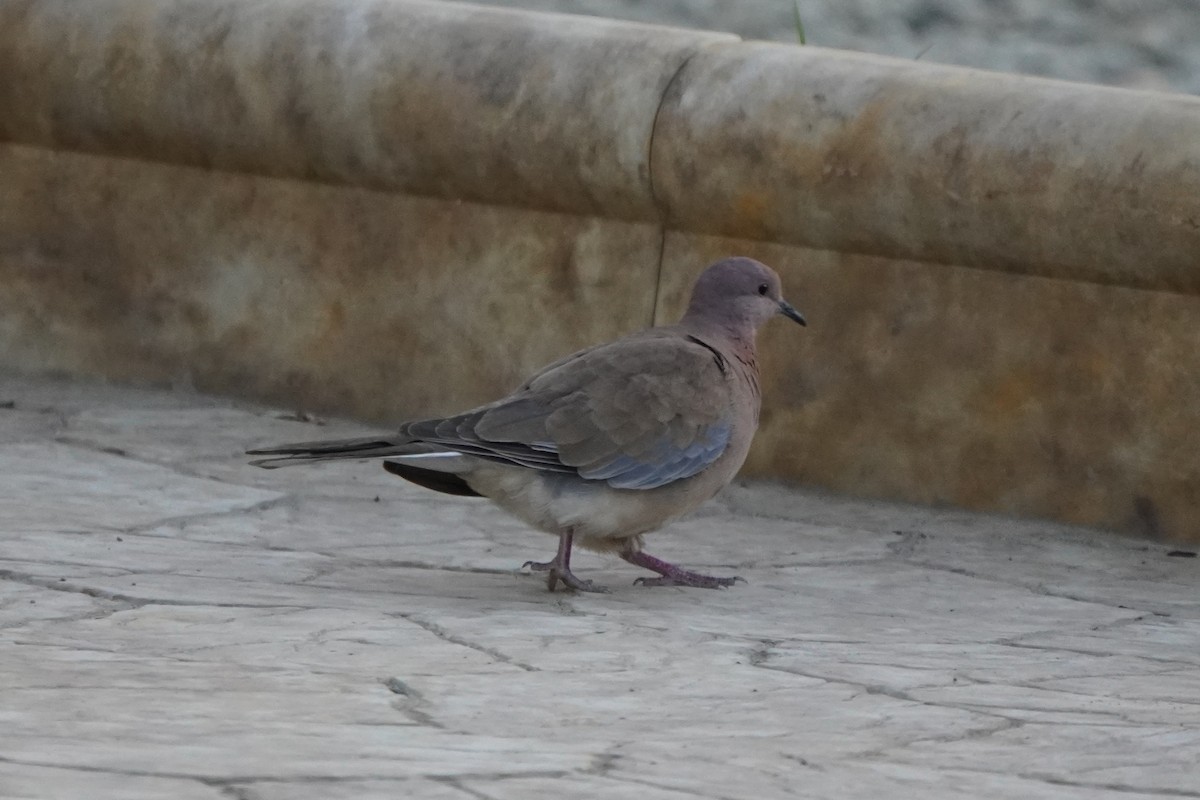 Горлиця мала - ML646973032