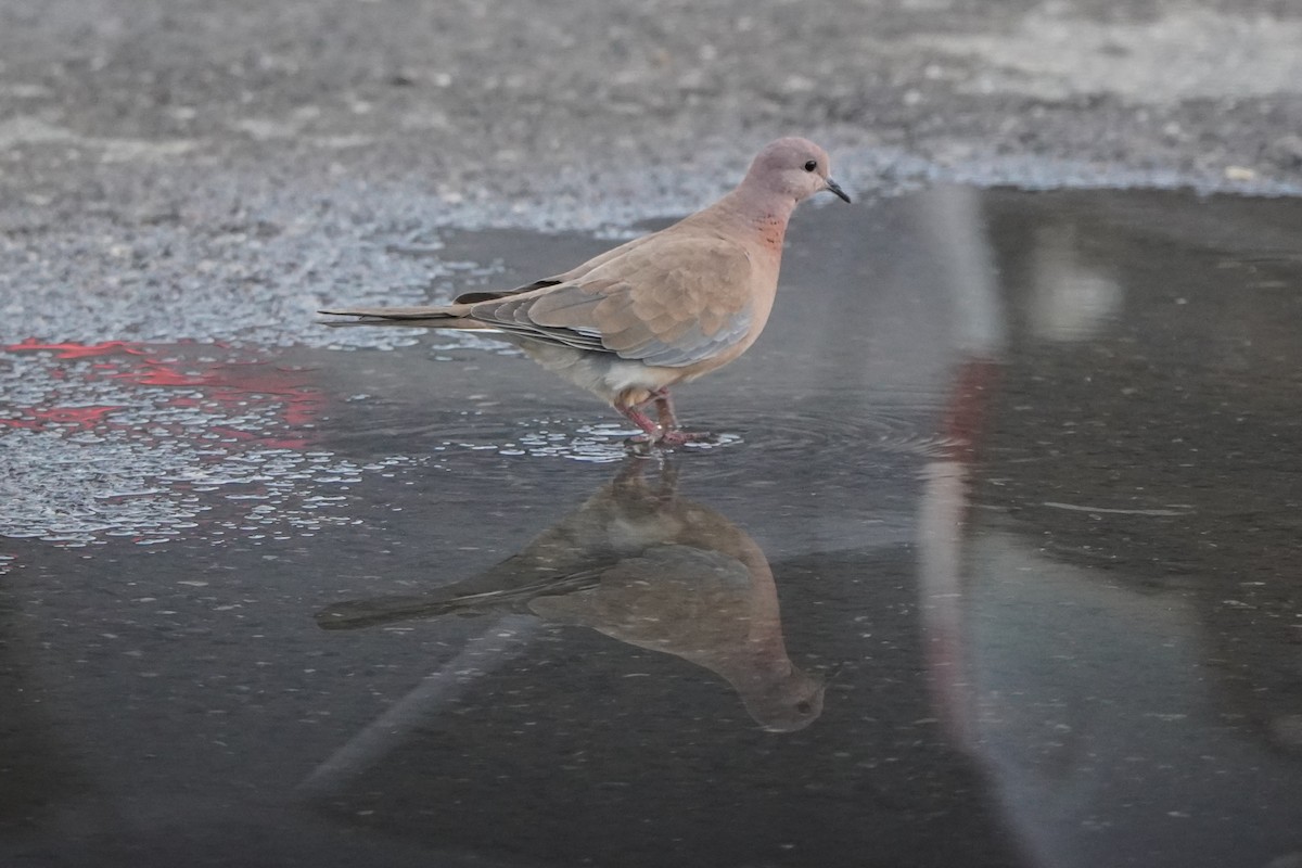 Горлиця мала - ML646973034