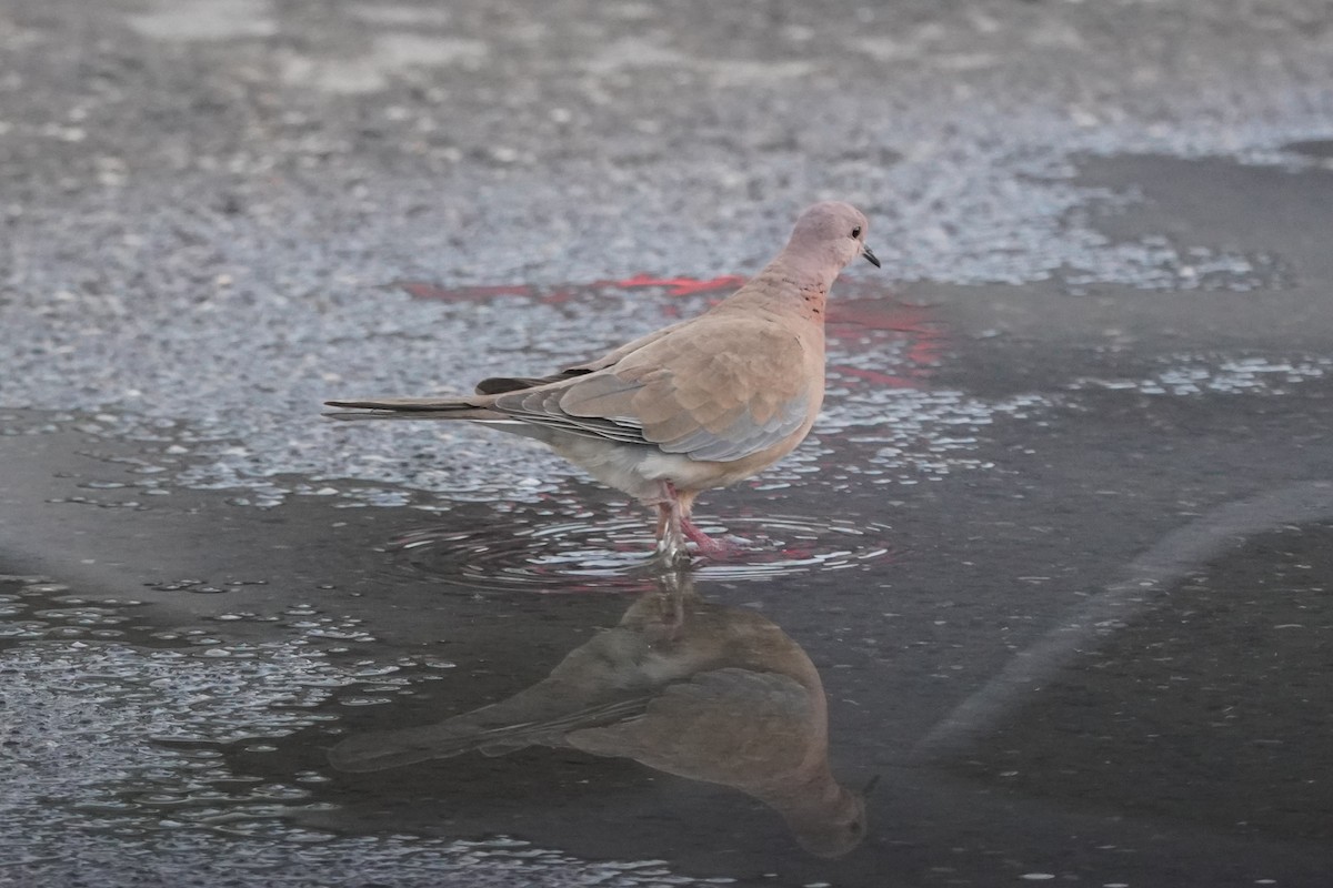 Горлиця мала - ML646973035