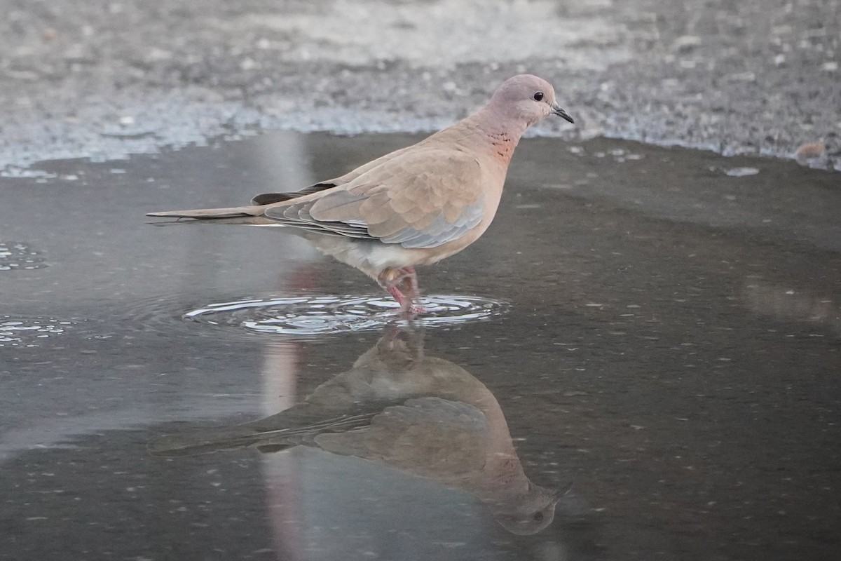 Горлиця мала - ML646973036