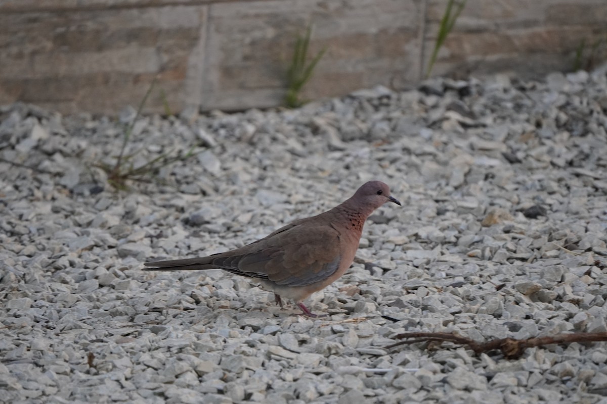 Горлиця мала - ML646973037