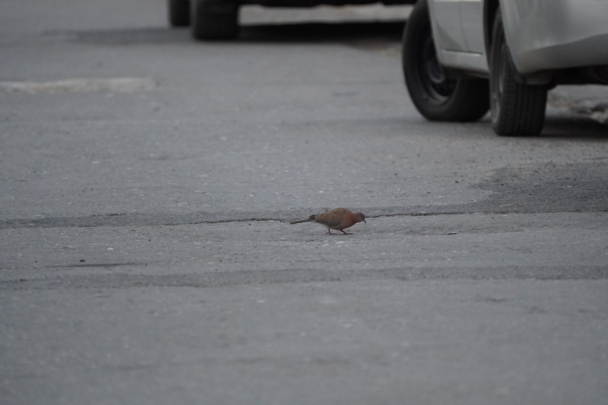 Горлиця мала - ML646973038