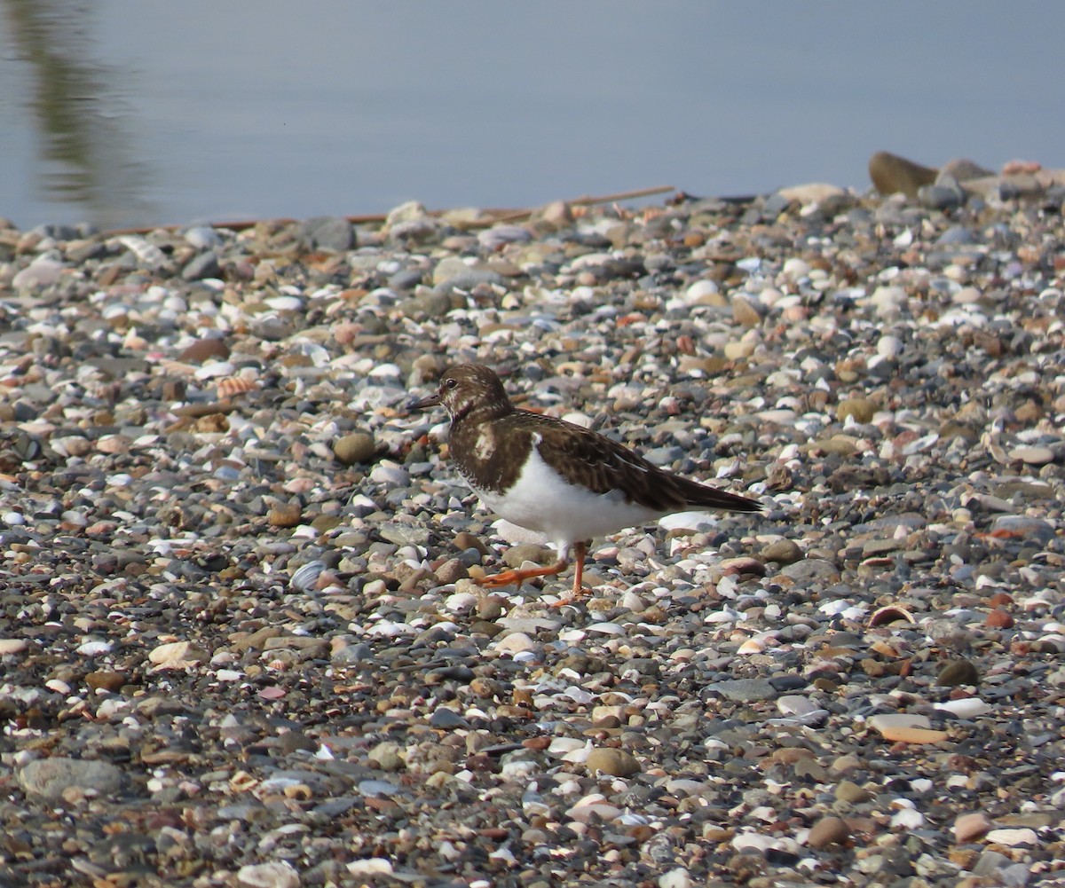 Ruddy Turnstone - ML646973041