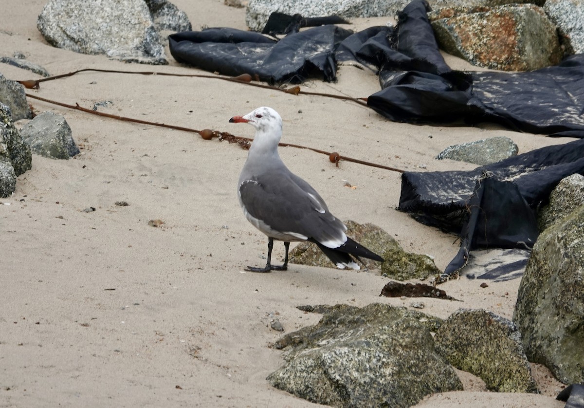 Серобрюхая чайка - ML646973042