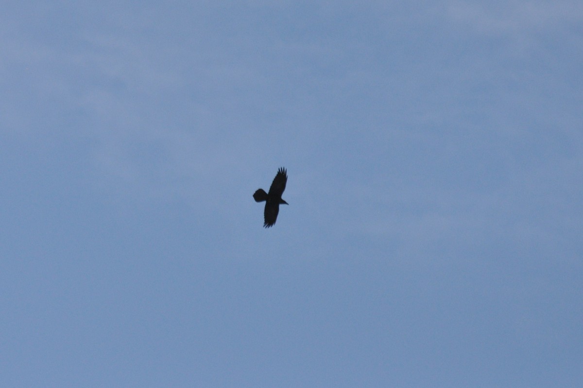 Ворон - ML646973043