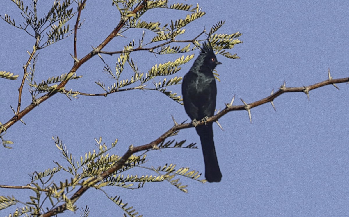 Kara Faynopepla - ML646973044