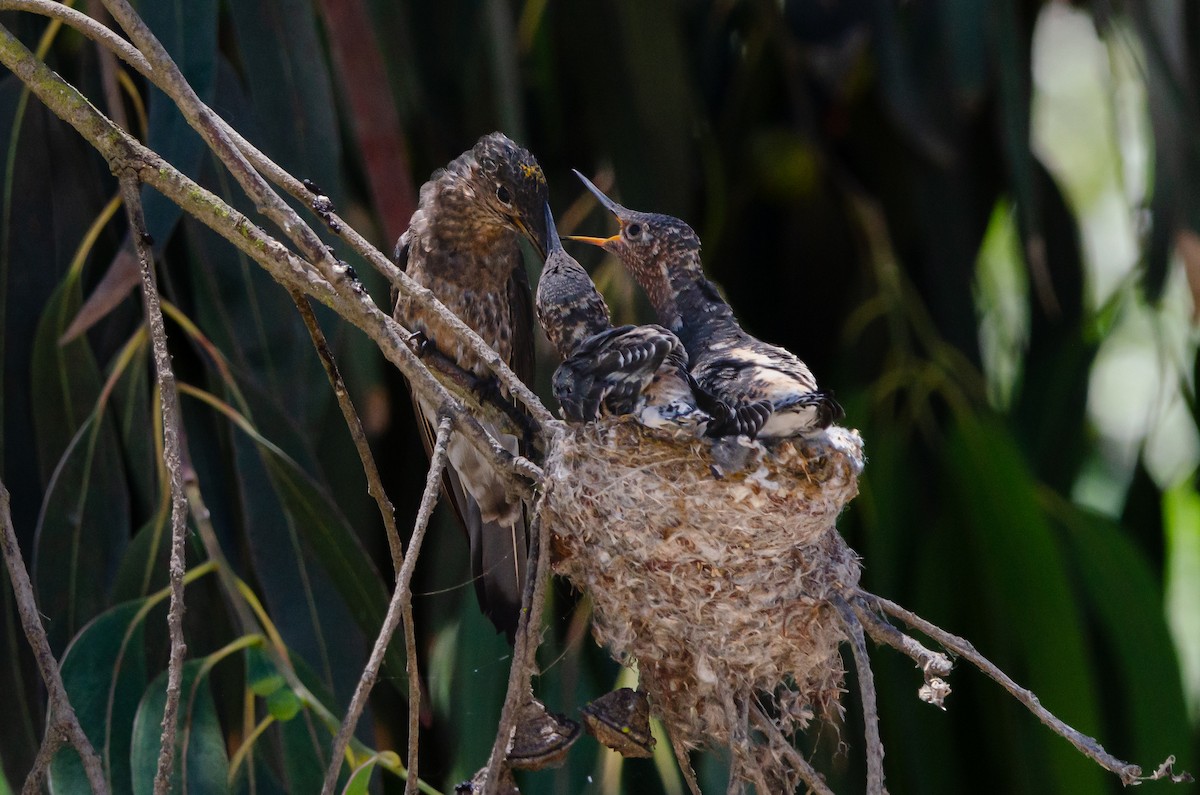 Colibrí Gigante - ML646973061