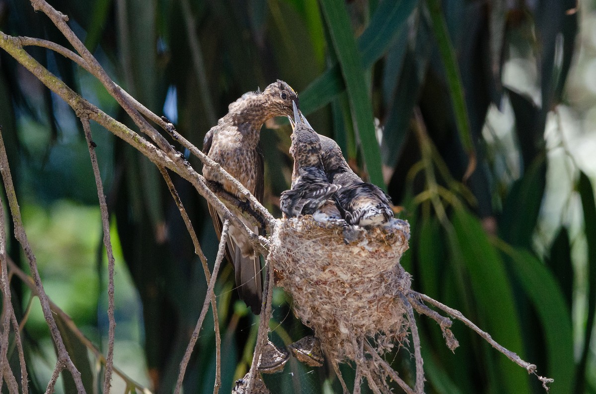 Colibrí Gigante - ML646973062